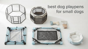 best dog playpens for small dogs