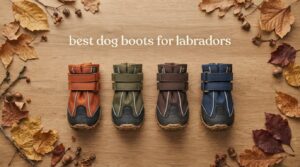 best dog boots for labradors