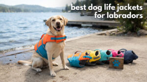 best dog life jackets for labradors