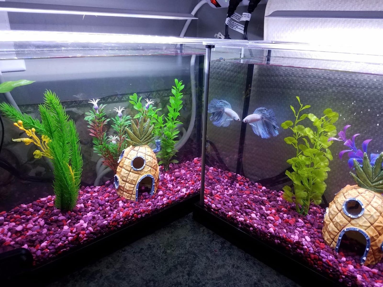 Fluval SPEC III Aquarium Kit, 2.6 Gallon, White customer photo 2