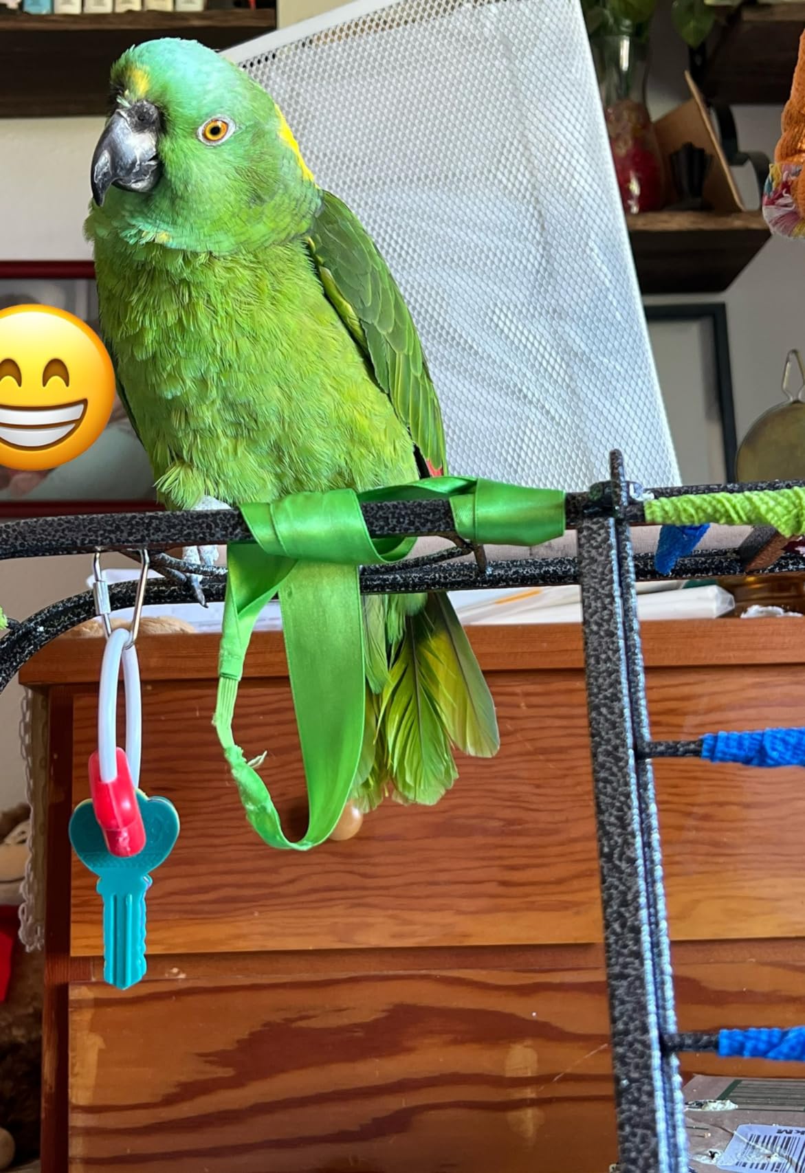 Mcage Large Elegant and Durable Parrot Bird Play Gym Ground Wrought Iron Rolling Stand Removable Metal Tray With Climbing Metal Ladder Toy Hook customer photo 2