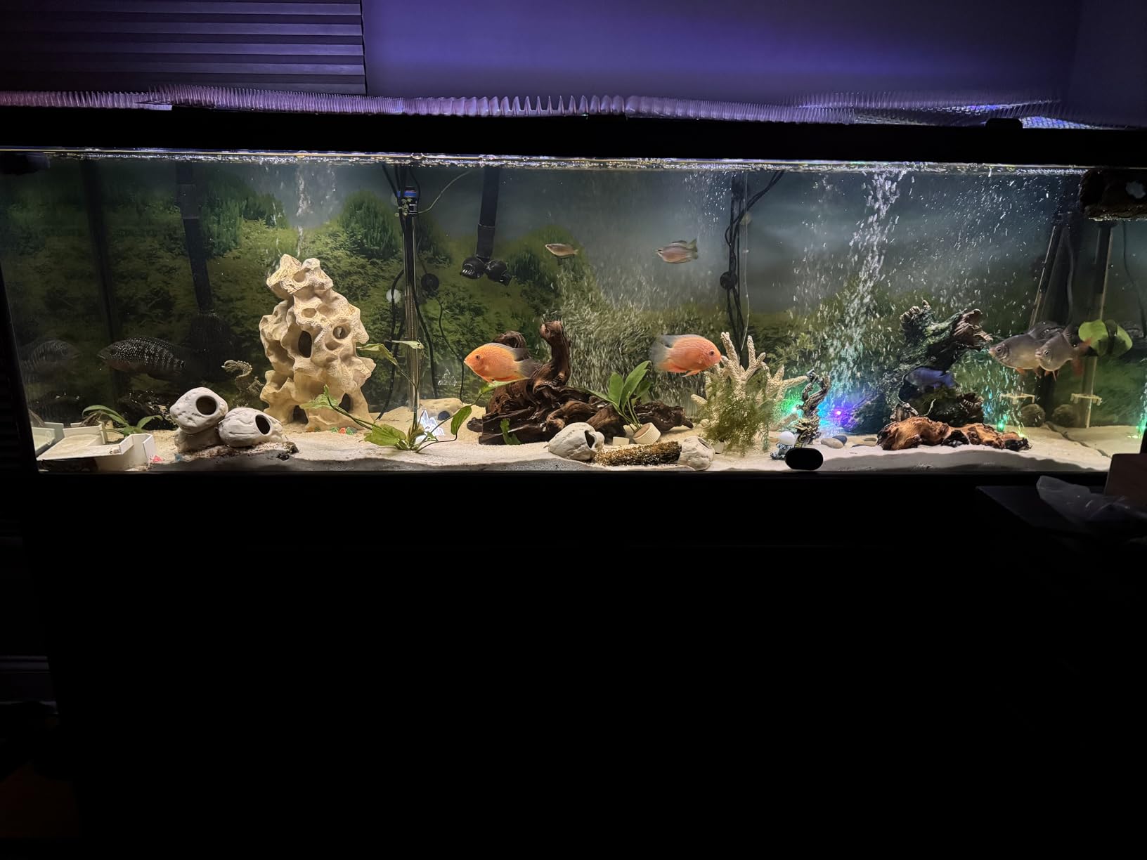 Fluval Plant 3.0 LED Planted Aquarium Lighting, 46 Watts, 36-46 Inches customer photo 1