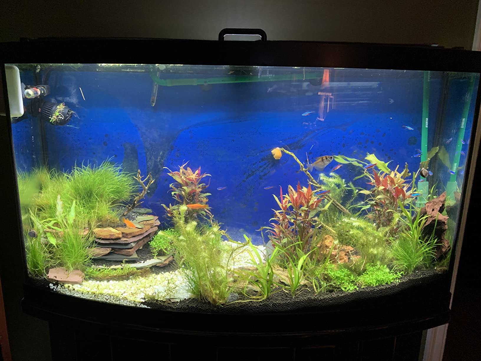 Fluval Plant 3.0 LED Planted Aquarium Lighting, 46 Watts, 36-46 Inches customer photo 2