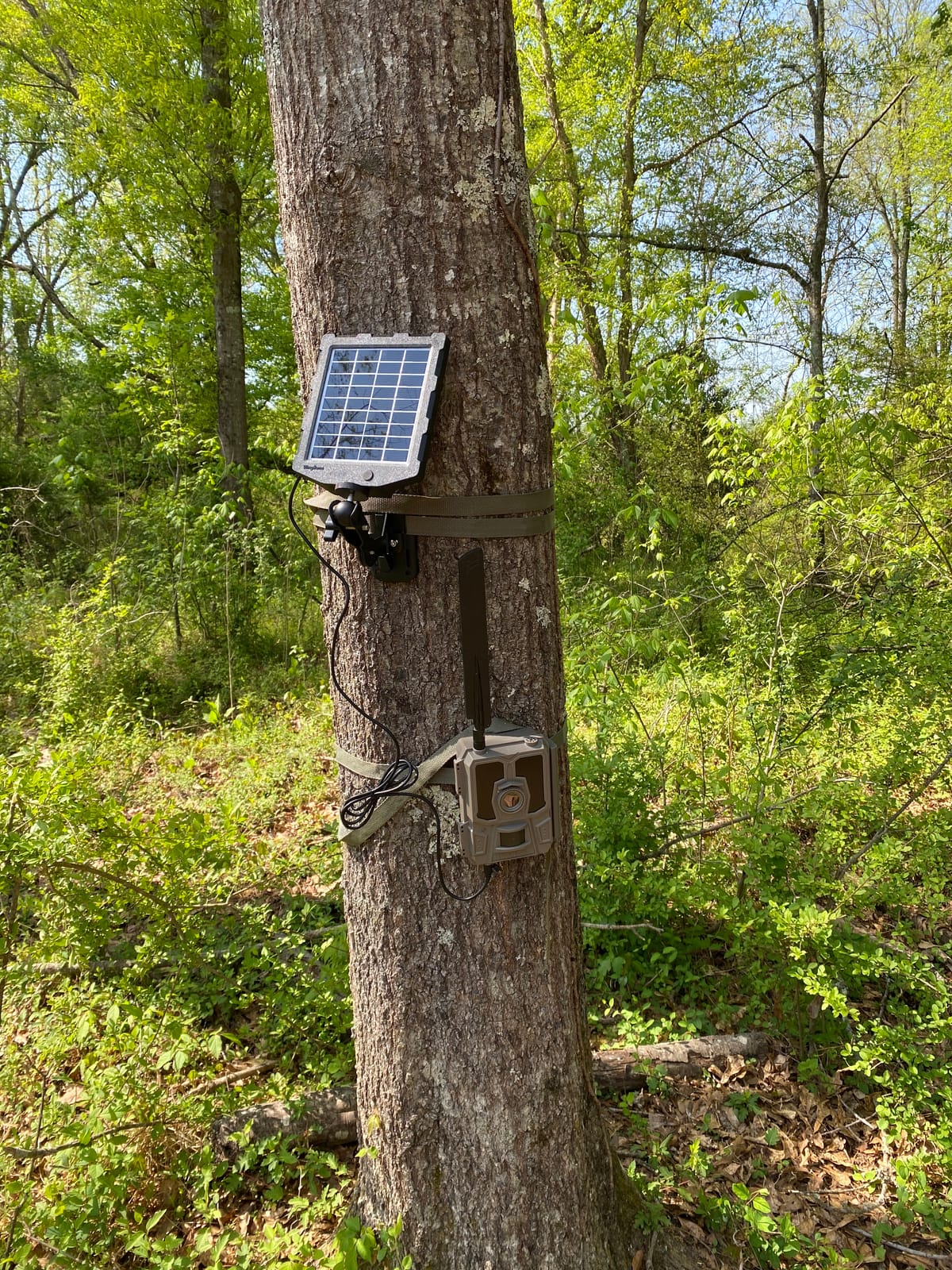 Trail Camera Solar Panel, WingHome Solar Battery Charger Kit 12V/1A 6V/1.5A with Build-in 2000mAH Rechargeable Lithium Battery IP66 Waterproof Hunting Accessory customer photo 1
