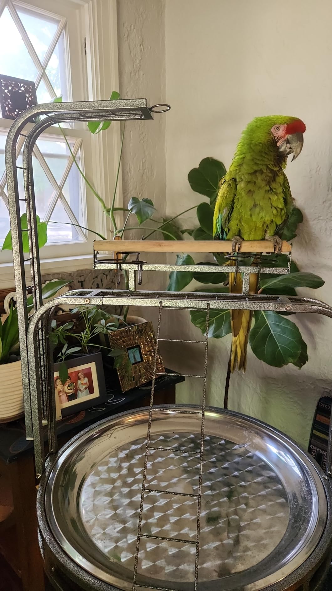 PawHut Parrot Stand Large Bird Perch Stand with Toy Hook & 3 Ladders, Parrot Perch with Easy Grip, Bird Wooden Stand, Gray customer photo 1