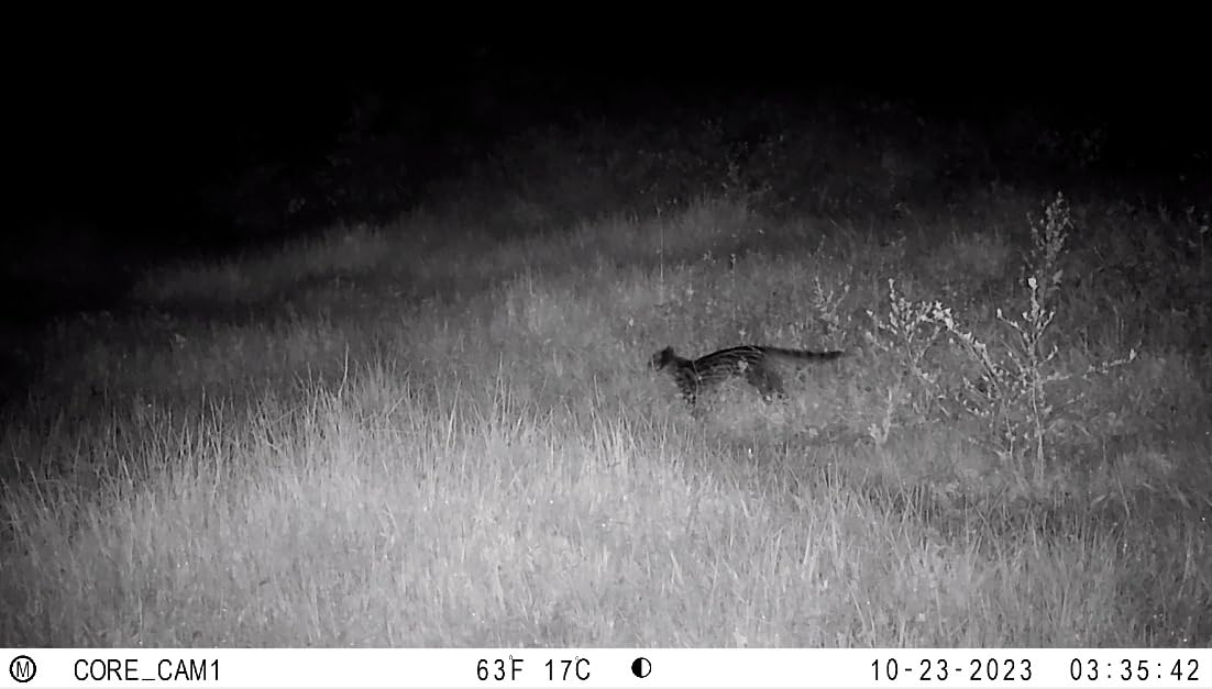 Bushnell No Glow Trail Camera CORE S-4K customer photo 2