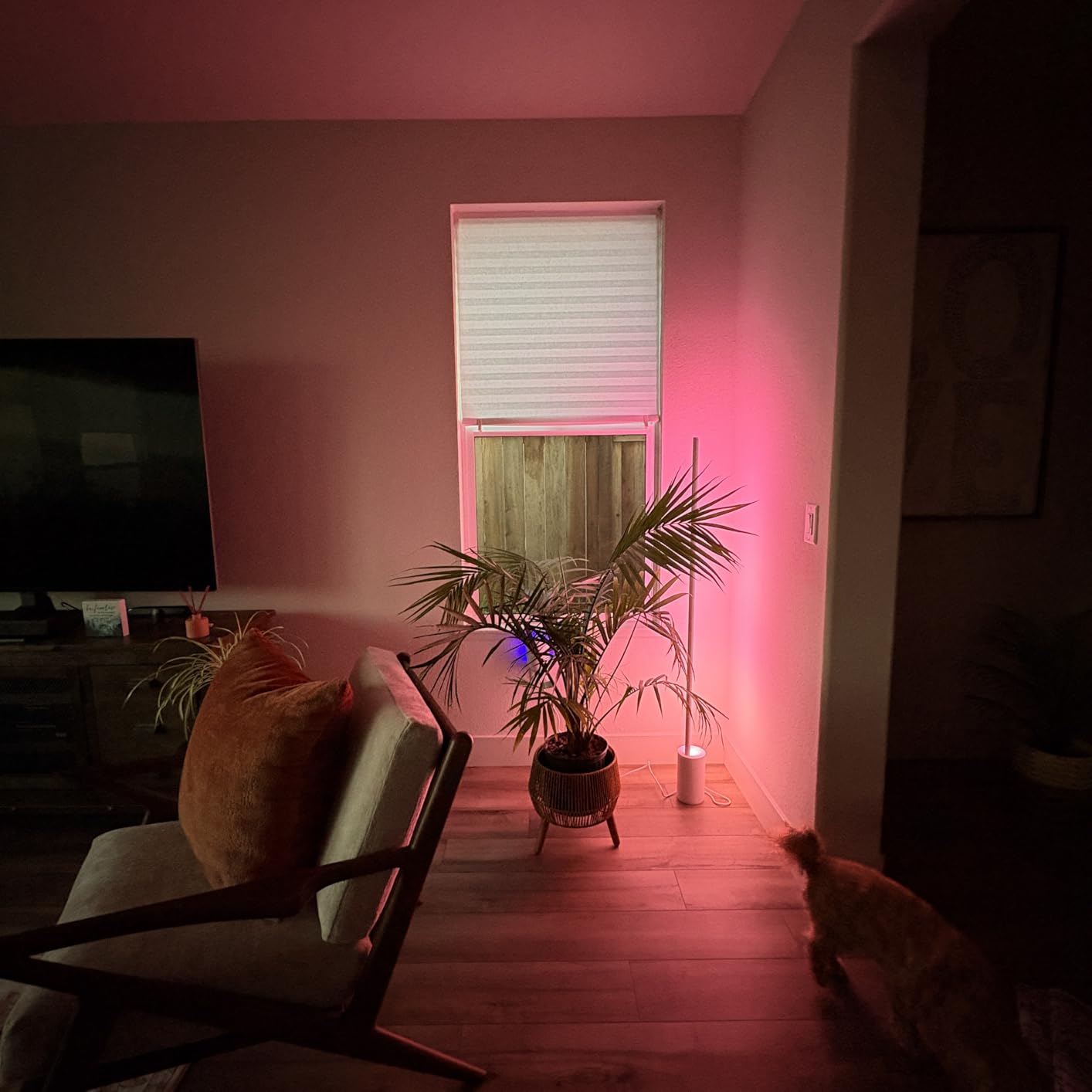 Philips Hue Signe Smart Color Changing Floor Lamp, 1-Pack, Black customer photo 1