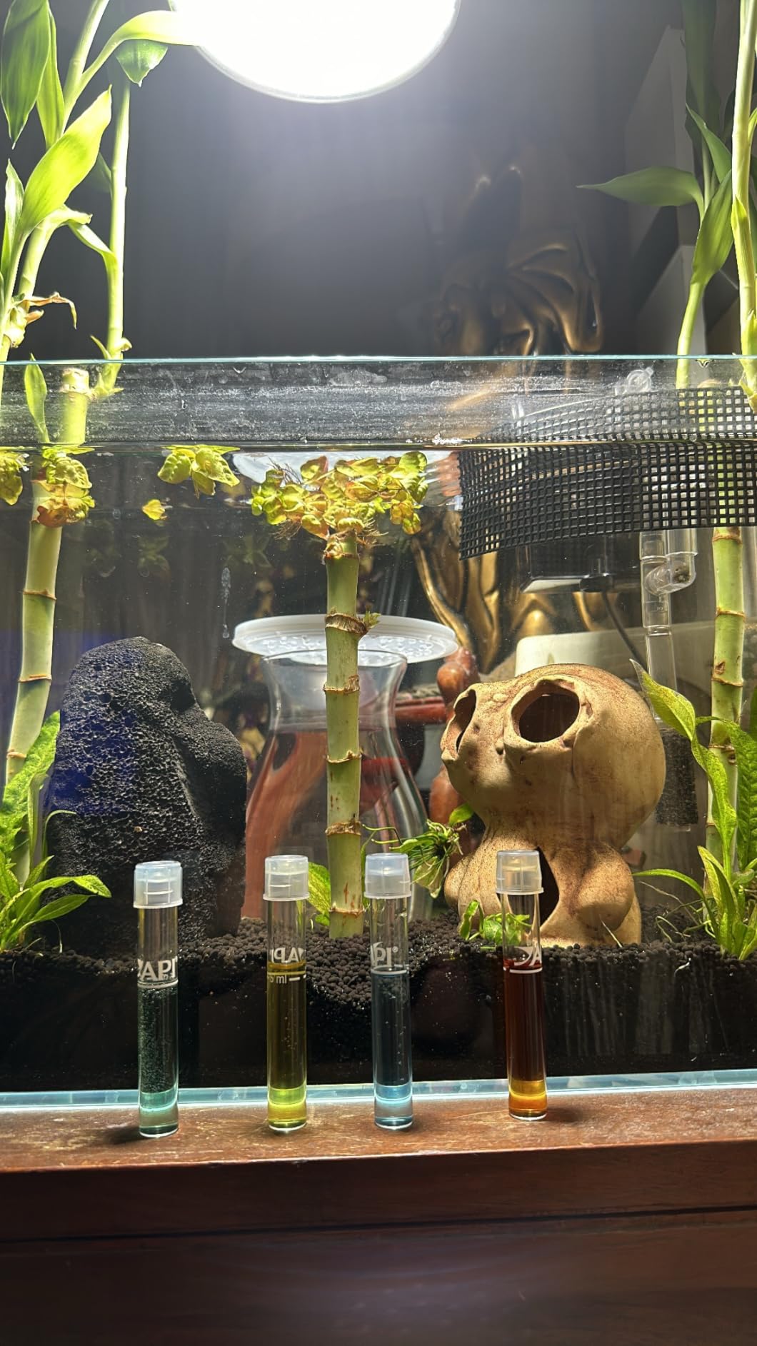 LAQUAL 6.5 Gallon Ultra Clear Glass Fish Tank, Rimless Low Iron Aquarium for Betta/Nano/Goldfish/Snail/Shrimp, Fish Tank & Cover Set & Feeding Ring & Cleaning Tools customer photo 2
