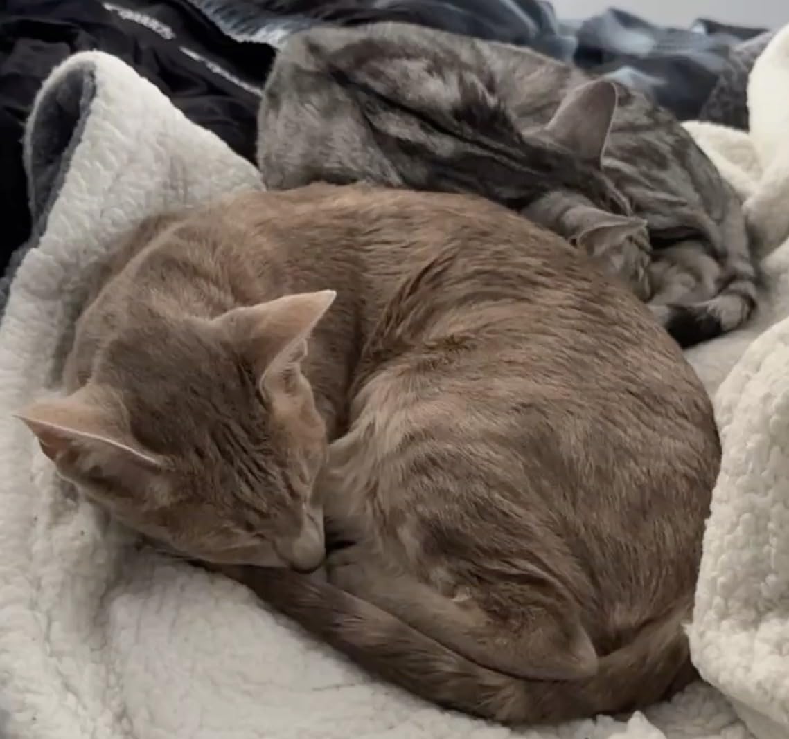 CAROMIO Electric Blanket King Size Dual Control, Heated Blanket King customer photo 2