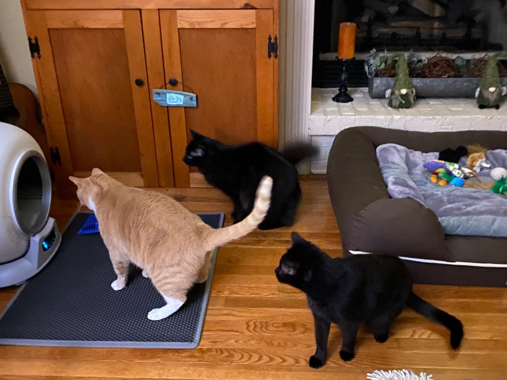 PetCove PurrTek customer photo 2