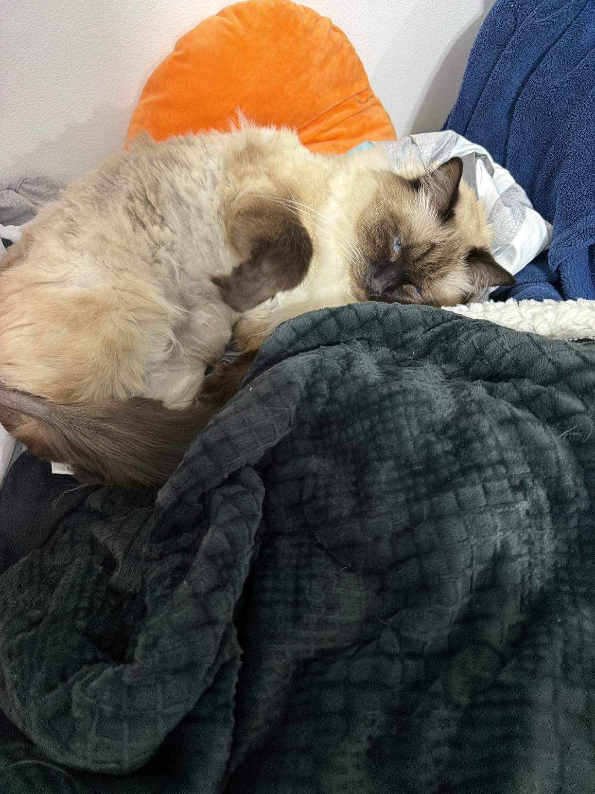 Texciting Heated Blanket 50