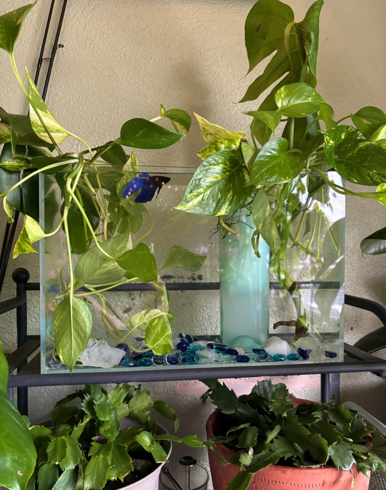 LYPHARD AQUARIUMS 2.5 Gallon Rimless Aquarium Tank, Ultra Clear Low Iron Nano Fish Tank for Betta Shrimp, L11.8×W5.5×H9.8 Glass Thickness 5mm with EVA Foam Leveling Mat customer photo 1