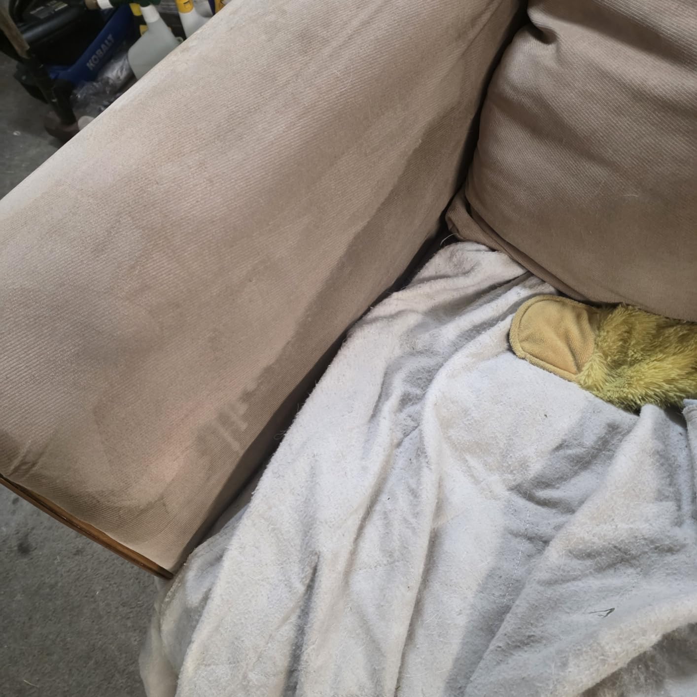 Shark CarpetXpert EX151 customer photo 2