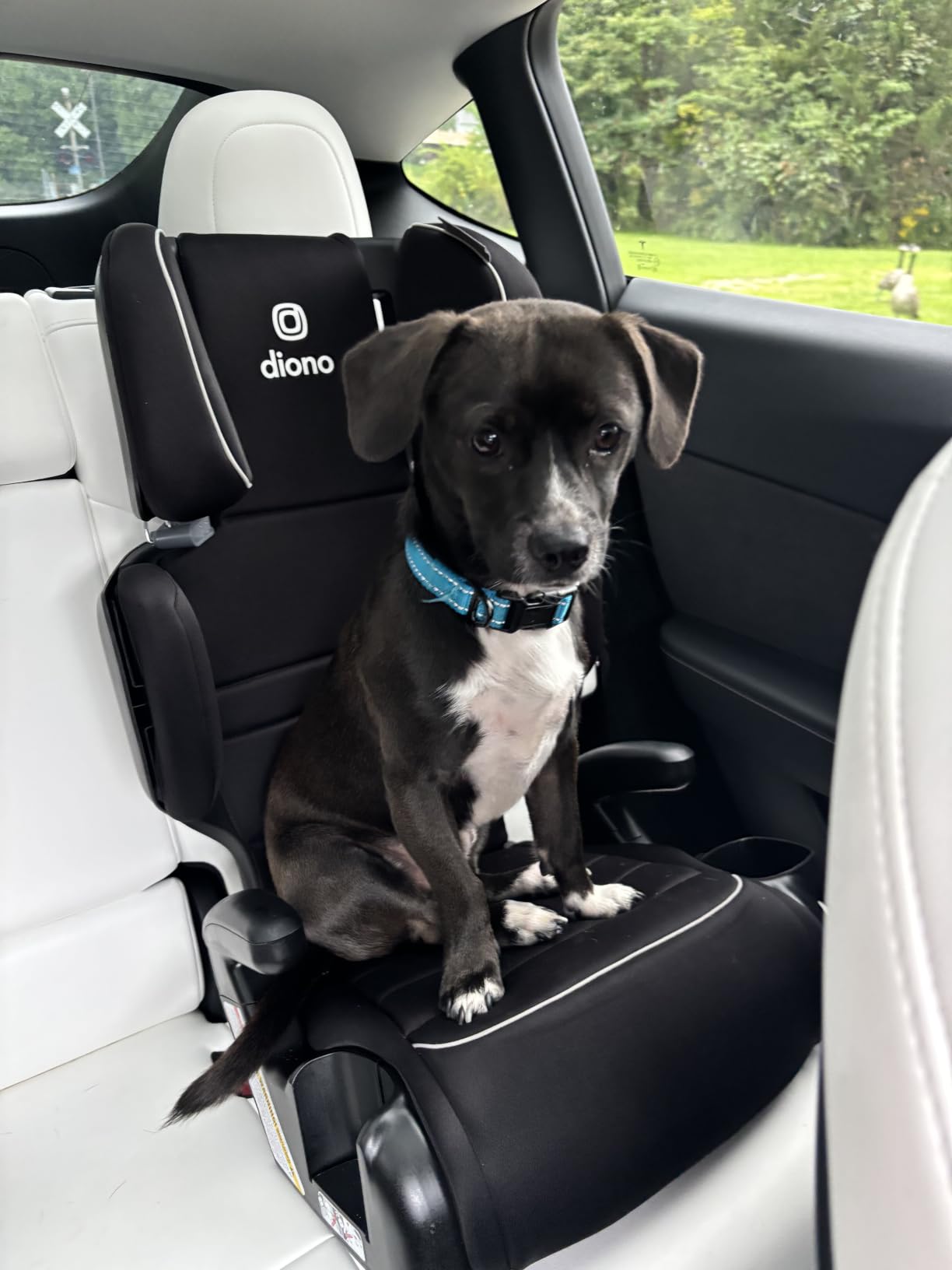 Diono Connect3 R 2-in-1 High Back Booster, Slim Fit 3-Across in Many Mid-Sized Sedans and SUVs, for Children from 40-120 lbs., Lightweight with Cupholder, Blue Razz Ice customer photo 1