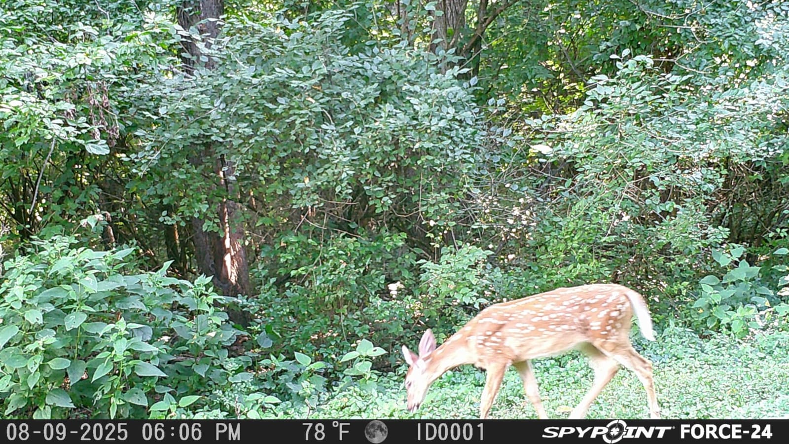 SPYPOINT FORCE-24, No Cellular Trail Camera, No Glow Night Vision Free Plan customer photo 1