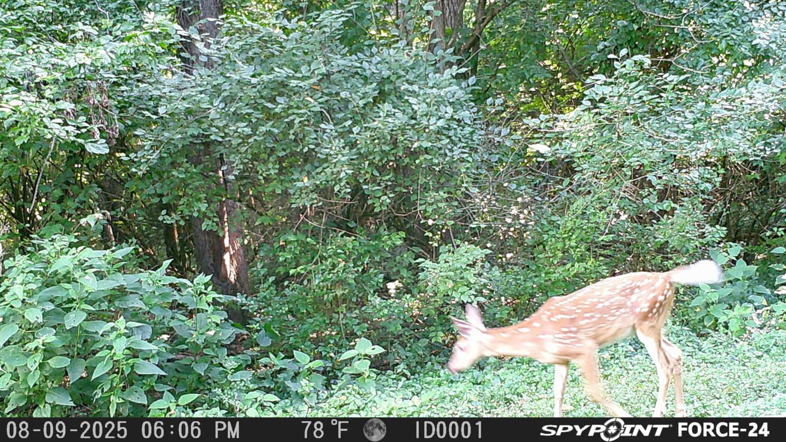 SPYPOINT FORCE-24, No Cellular Trail Camera, No Glow Night Vision Free Plan customer photo 2