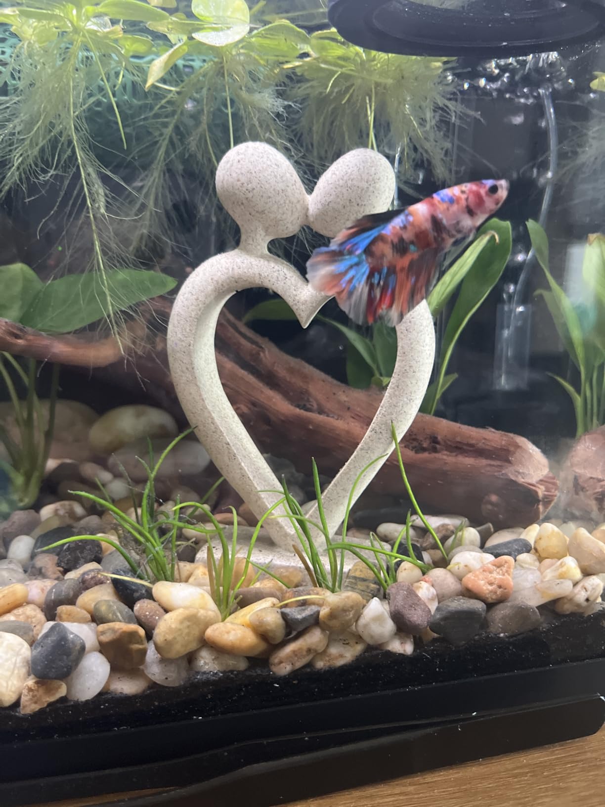2.8 Gallon Glass Fish Tank,Small Fish Tank with Light and Filter customer photo 1