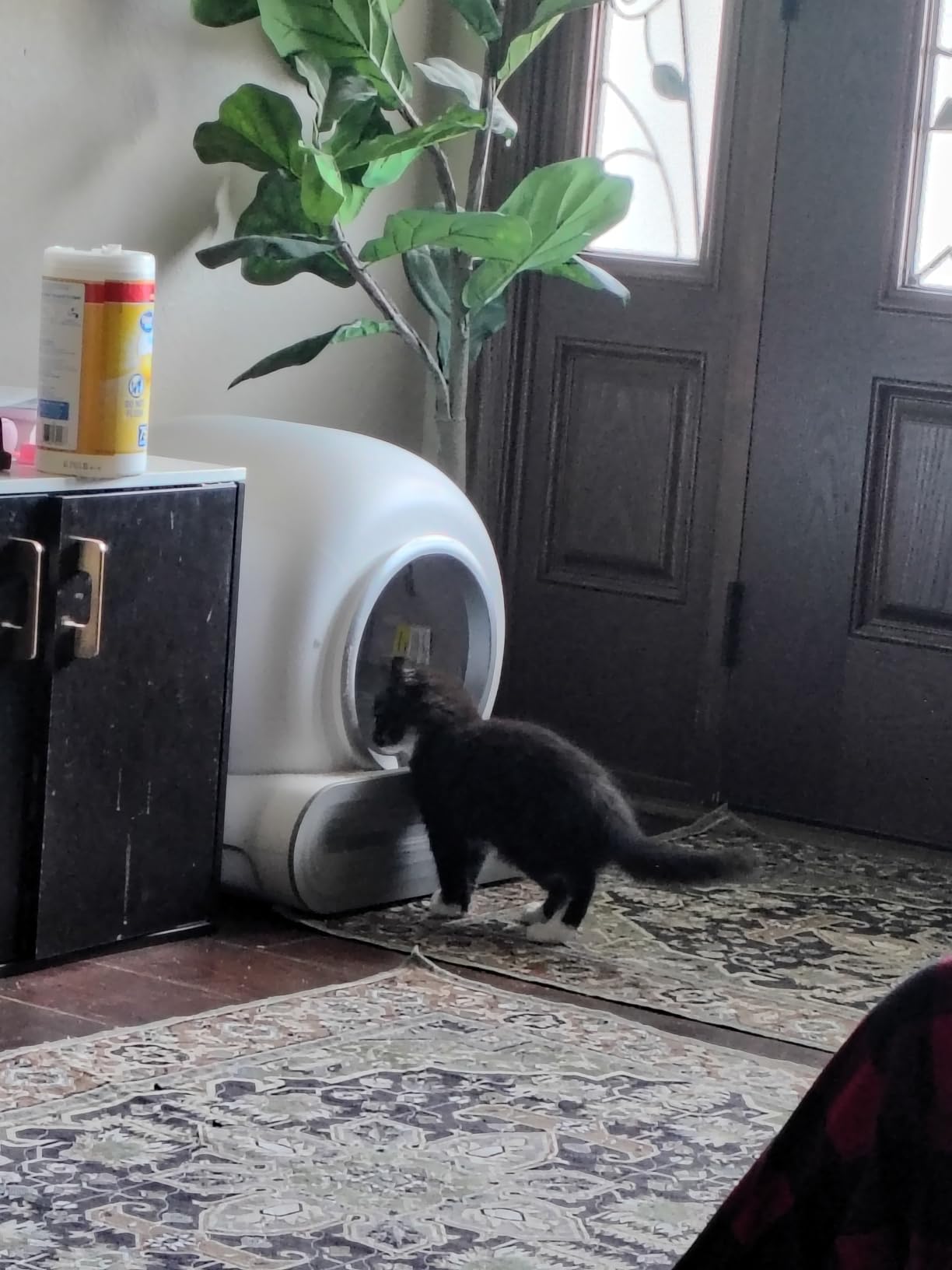 DuckSky Auto Litter Box customer photo 1