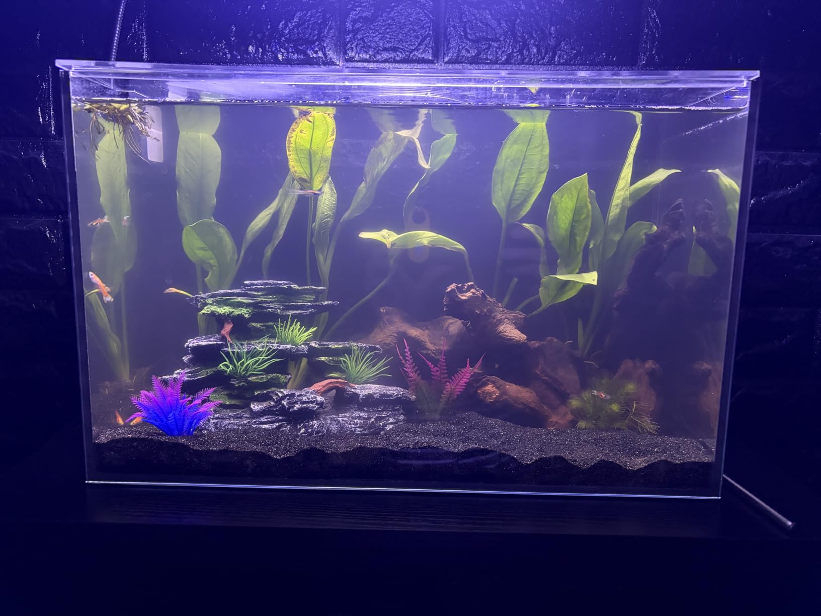 2.5 Gallon Nano Aquarium Starter Kit, Rimless Glass Fish Tank customer photo 2