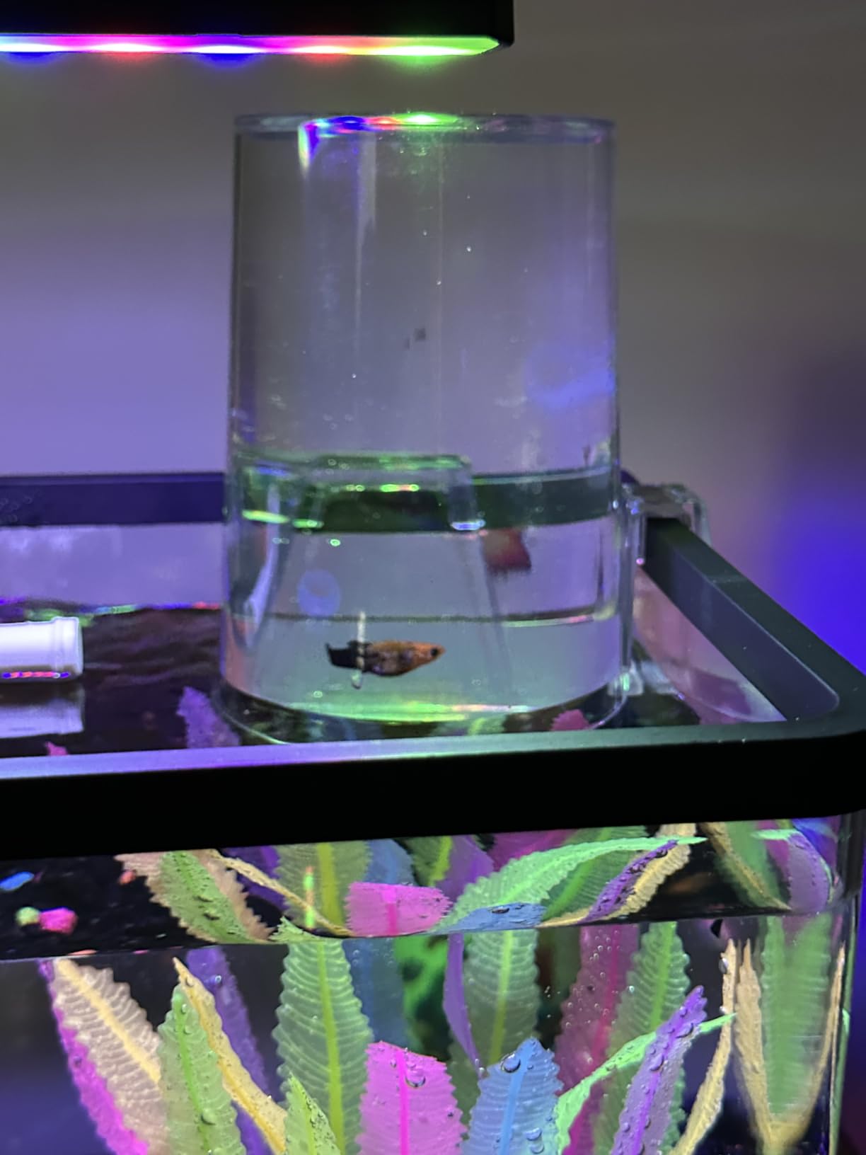 1.5 Gallon Betta Fish Tank Kit, Small Aquarium Starter Kit with Quiet Filter, LED Light & Decorations, Crystal Clear Acrylic Nano Desktop Aquarium for Shrimp, Guppy, Office Home Decor customer photo 2